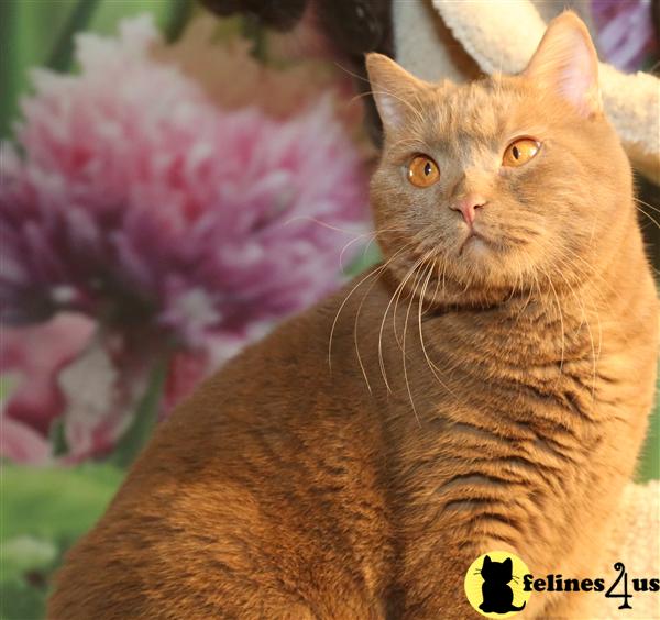 BritishRoyalCats.com Picture 2